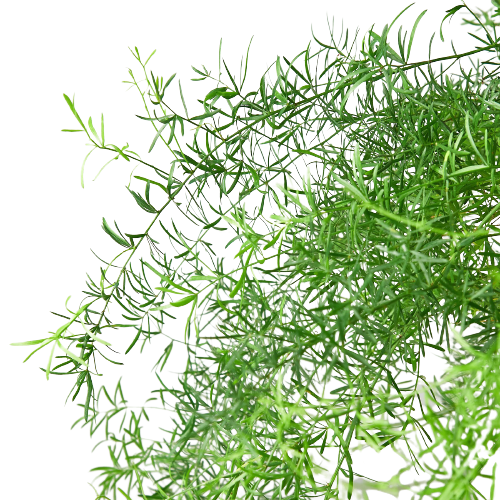 Fern Sprengeri, Asparagus Fern