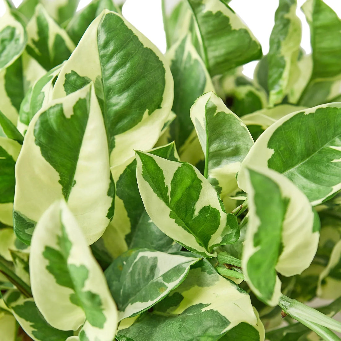 Close-up of a green and white leafed pothos n&