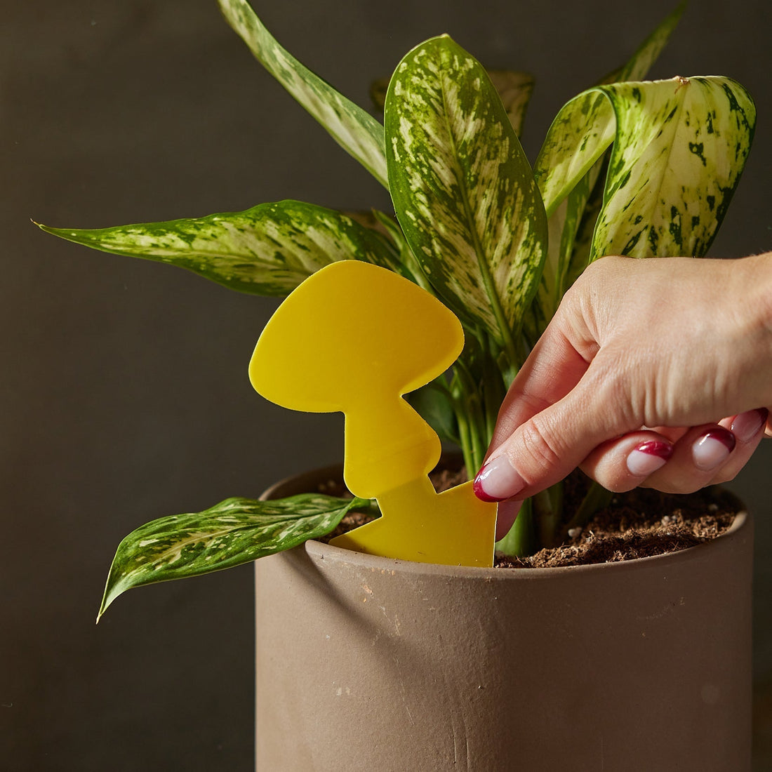 Person placing a yellow mushroom shaped pest trap into a potted plant against a dark background at House of Agave.