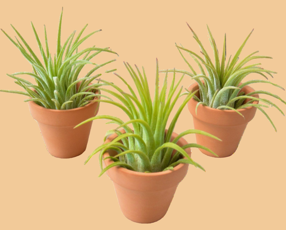 Three small potted Ionantha Air plants with green leaves in mini terra cotta pots on a plain background.