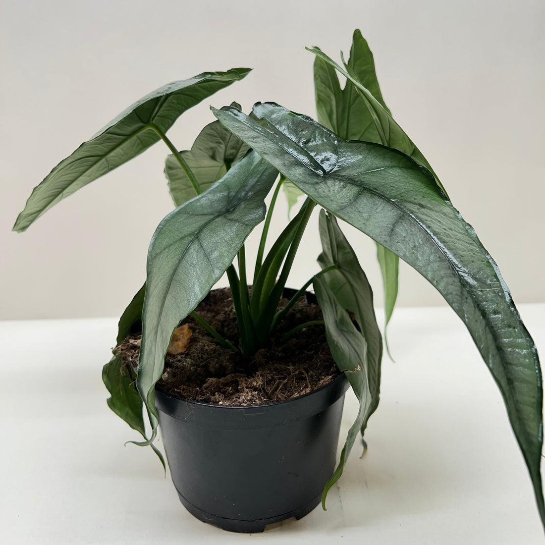 Potted ALOCASIA DRAGON&
