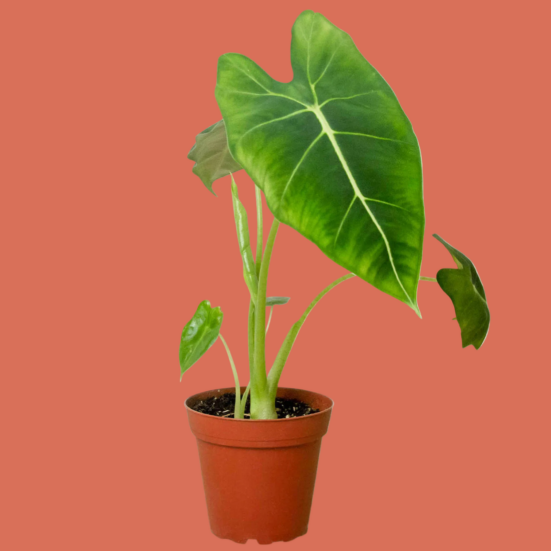 Potted Alocasia Frydek plant with large green leaves on a terracotta background.