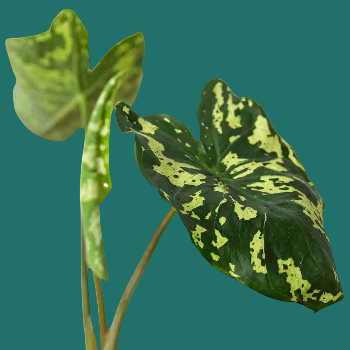 Green and yellow patterned leaves of the Alocasia Hilo Beauty on a white background