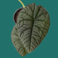Close-up of a green ALOCASIA MELO leaf with detailed vein structure on a green background by House of Agave.