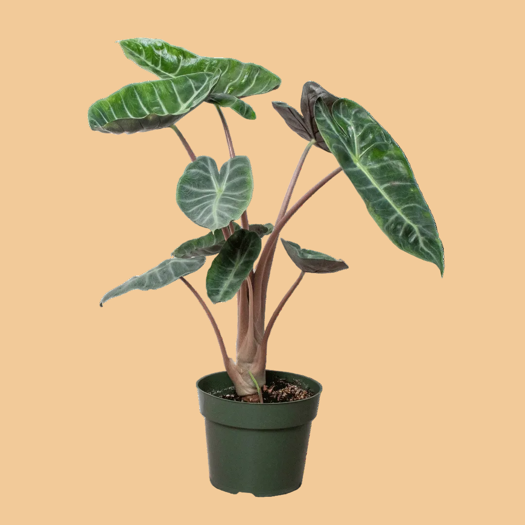 Potted Alocasia Pink Dragon houseplant with large green leaves on a peach background by House of Agave.