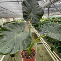 Potted Alocasia Regal Shield tropical houseplant with large green leaves held in a greenhouse setting.