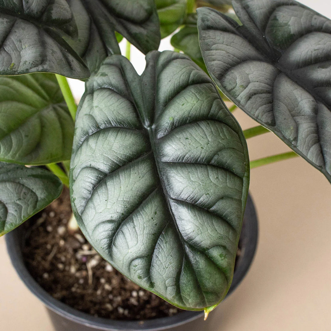Close-up of a potted Alocasia Silver Dragon plant with dark green leaves on a neutral background from House of Agave.