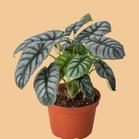 Potted plant with variegated leaves on a white background - Alocasia Silver Dragon