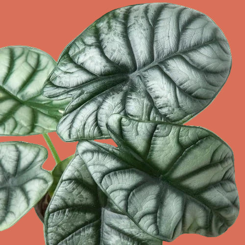 Close-up of green Alocasia Silver Dragon leaves with a terracotta background from House of Agave.