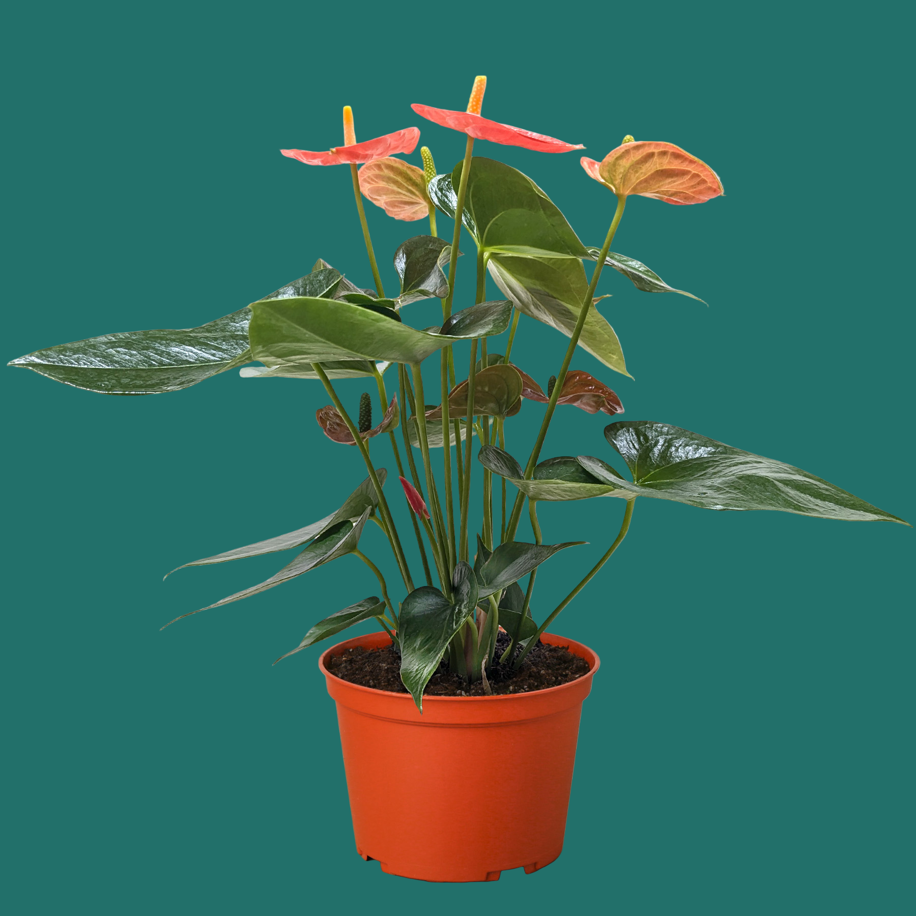 Anthurium Orange | Tropical Plants