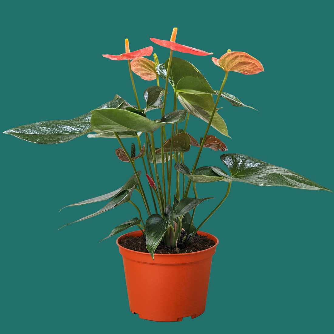 indoor plant drip system DI-Smart Automatic Watering System