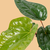 Close-up of a potted Anthurium plant with large green leaves.