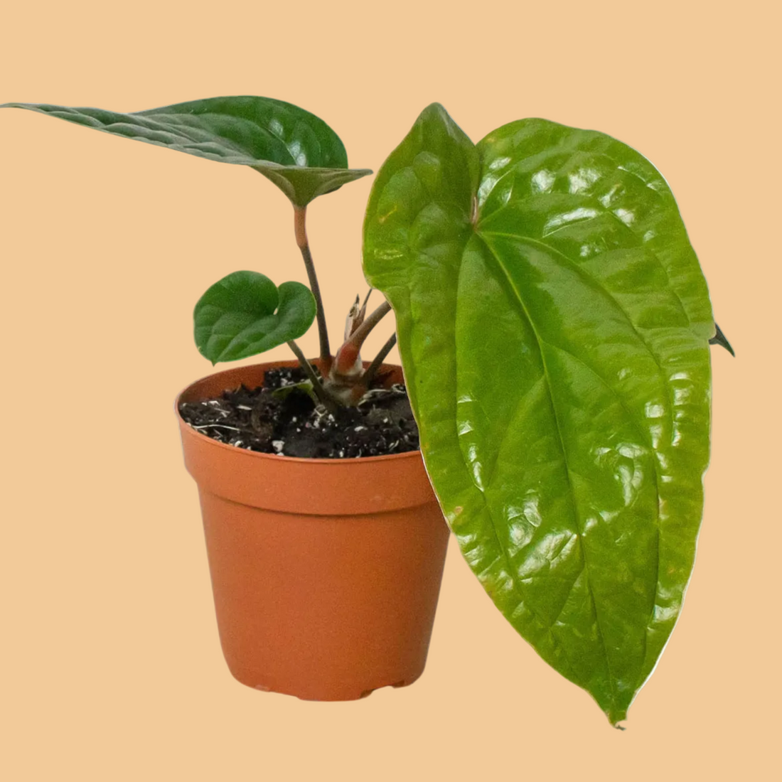 Potted Anthurium plant with large green leaves on a plain background.