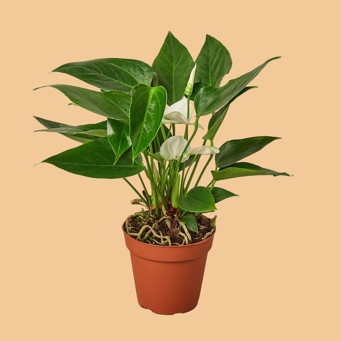 Potted plant with green leaves and a white flower on a peach background.