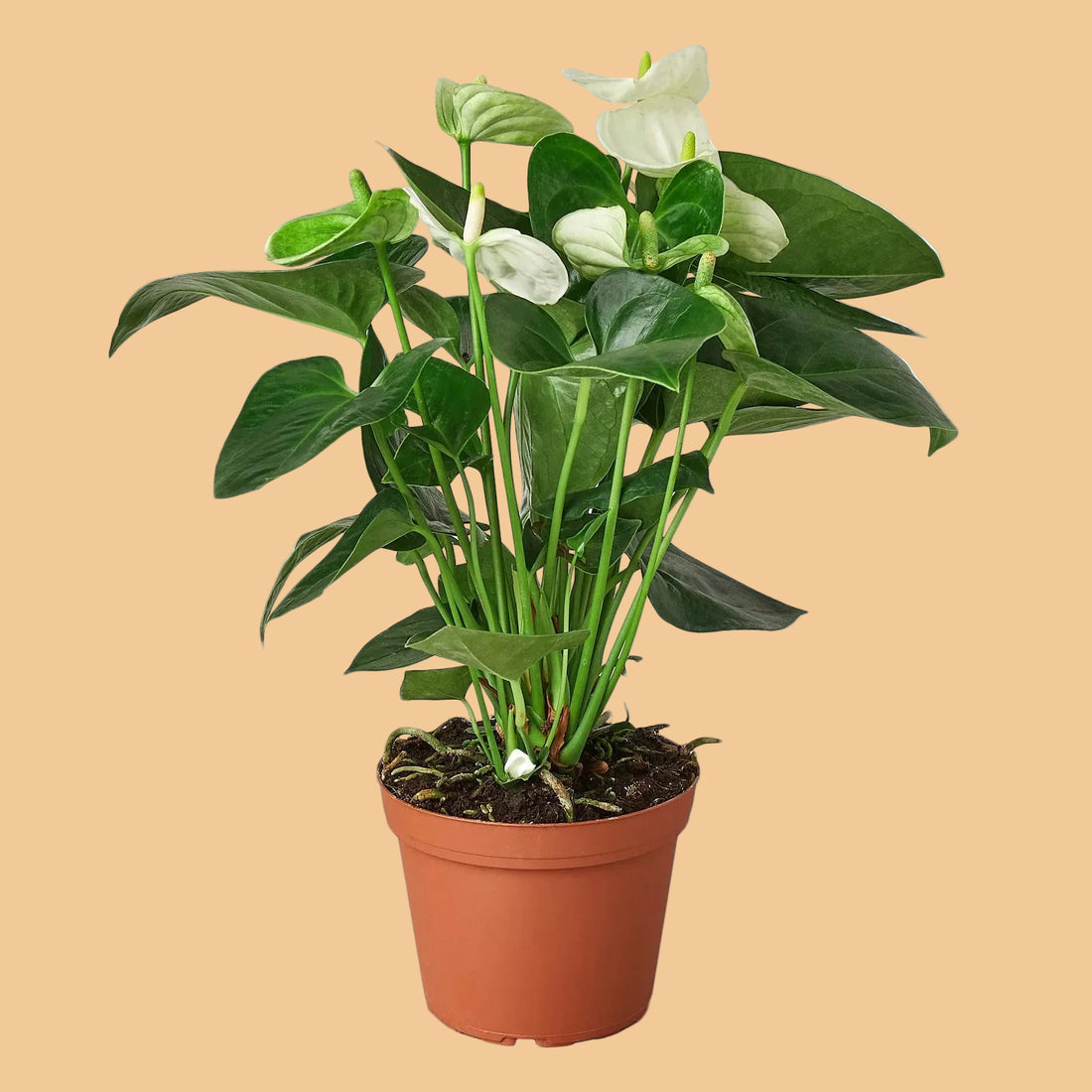 Potted White Anthurium plant with white flowers and green leaves on a  peach background from House of Agave.
