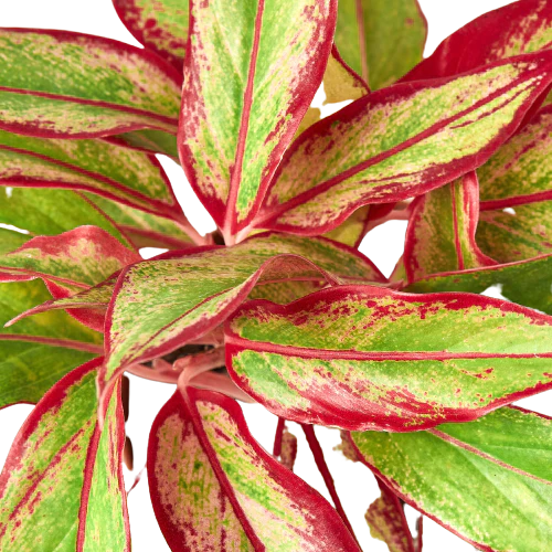 Close-up of a Red Siam Aglaonema plant with red and green leaves.