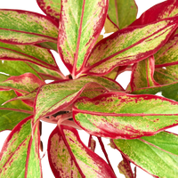 Close-up of a Red Siam Aglaonema plant with red and green leaves.
