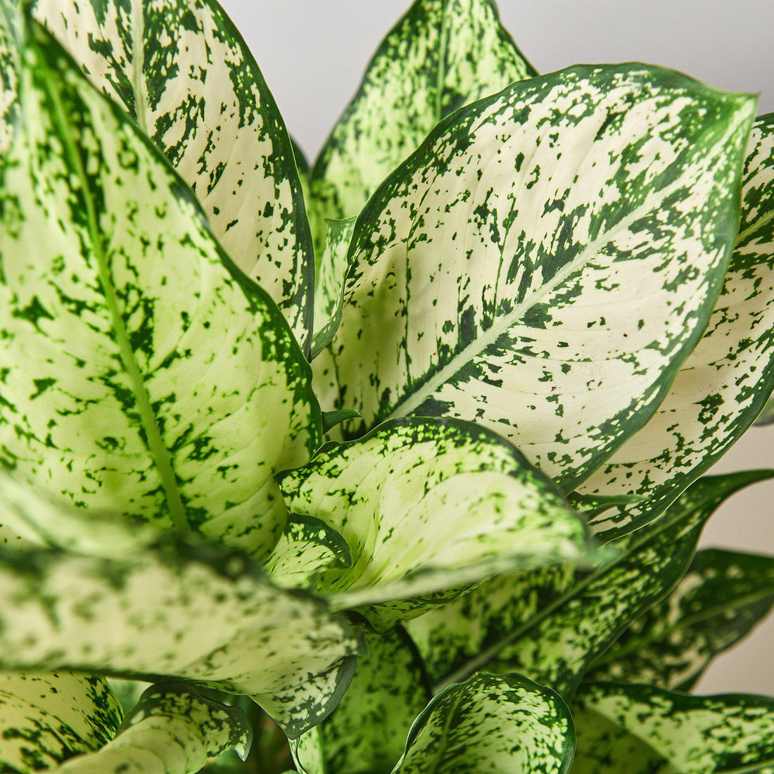 Close-up of a green and white patterned plant leaf of an Aglaonema First Diamond houseplant.
