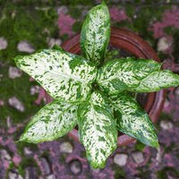 Aglaonema First Diamond