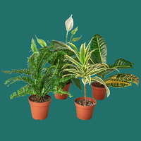 Collection of four air-purifying houseplants from House of Agave.
