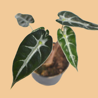 Alocasia amazonica Bambino