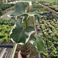Person holding a potted Alocasia plant with large green leaves in a greenhouse setting.