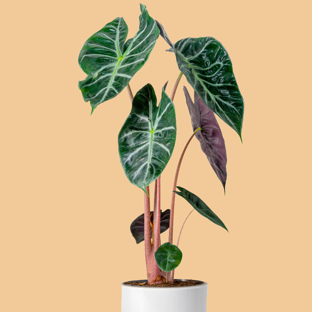 Alocasia Pink Dragon, Alocasia calidora