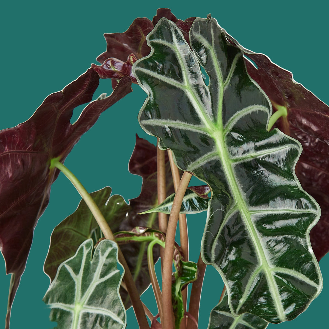 Close-up of a unique Alocasia  Polly houseplant with dark green and maroon leaves on a green background from House of Agave.