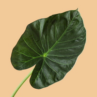 Large green Alocasia Regal Shields leaf on a peach background by House of Agave.