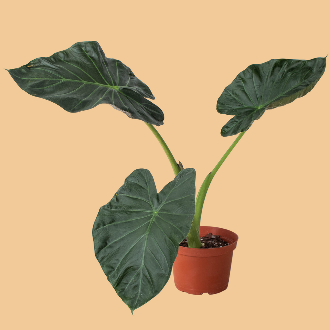 Potted Alocasia Regal Shields plant with large green leaves on a peach background from House of Agave.