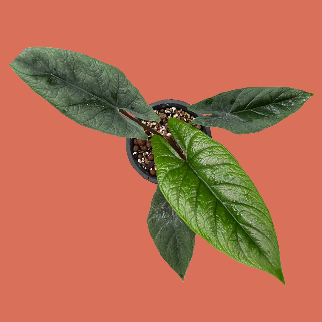 Alocasia longiloba scalprum
