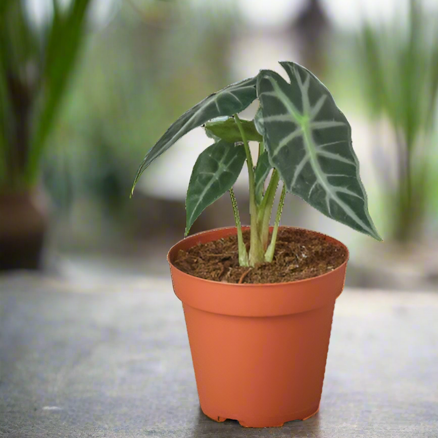 Potted Alocasia houseplant with green leaves in an orange pot on a blurred background from House of Agave.