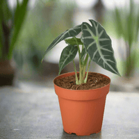 Potted Alocasia amazonica Bambino houseplant with green leaves in an orange pot on a blurred background from House of Agave.