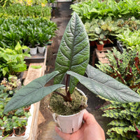 Hand holding a potted Alocasia plant with a garden background.