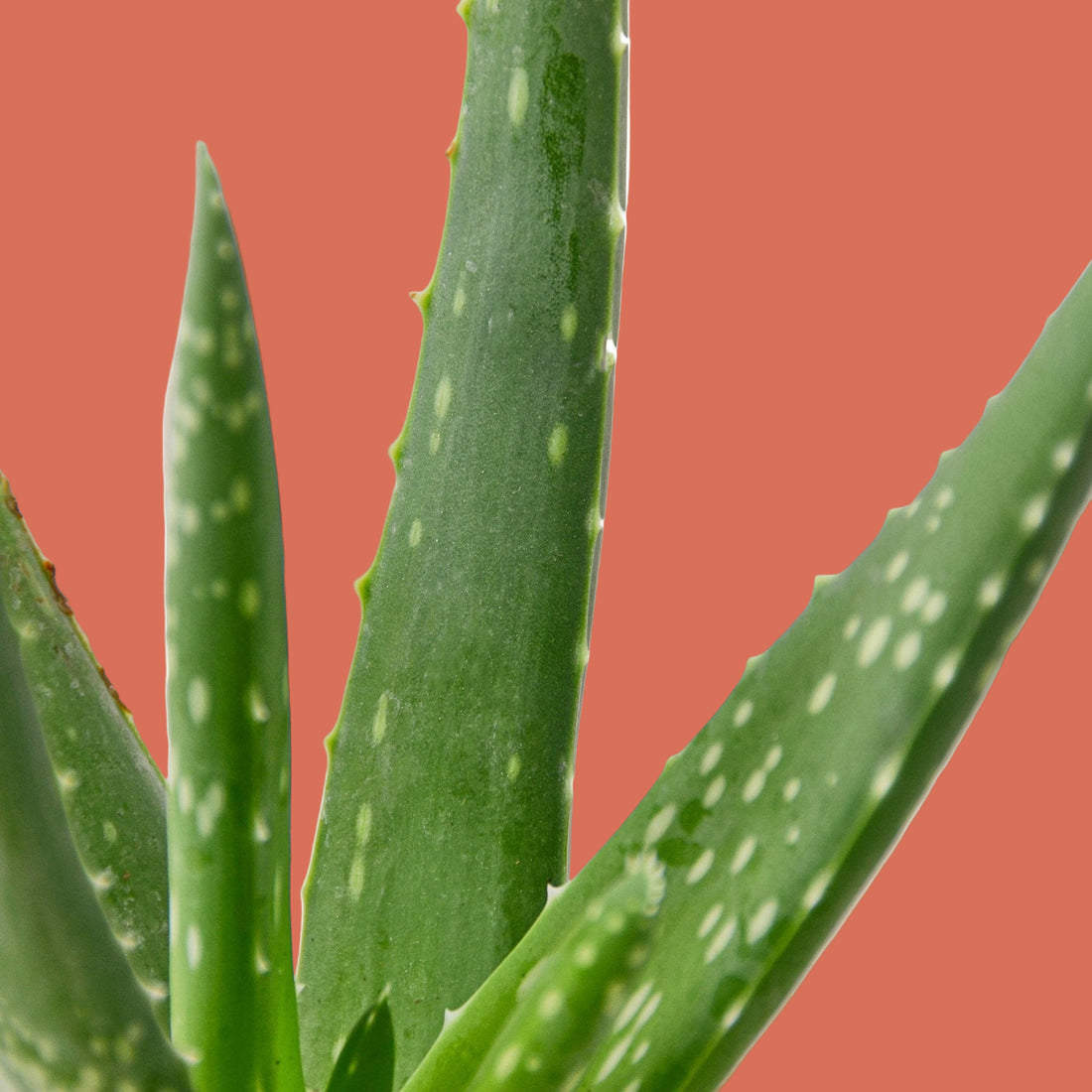 Close-up of green Aloe Vera plant leaves on a plain background.