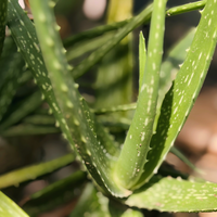 Close-up of a green aloe vera plant with thick, fleshy leaves speckled with white dots, set against a blurred natural background.