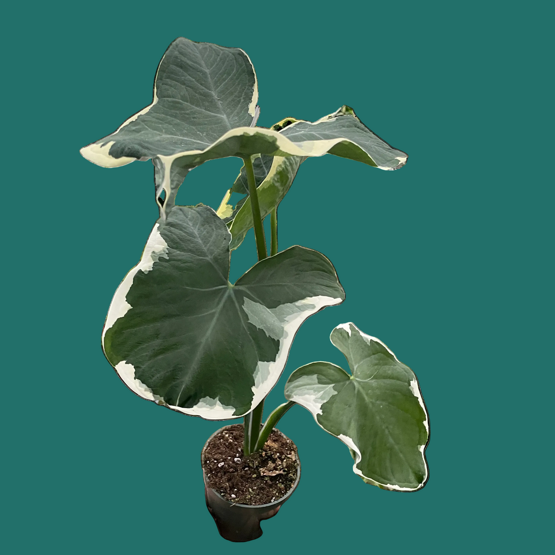Potted plant with large green leaves held by a hand on a white background