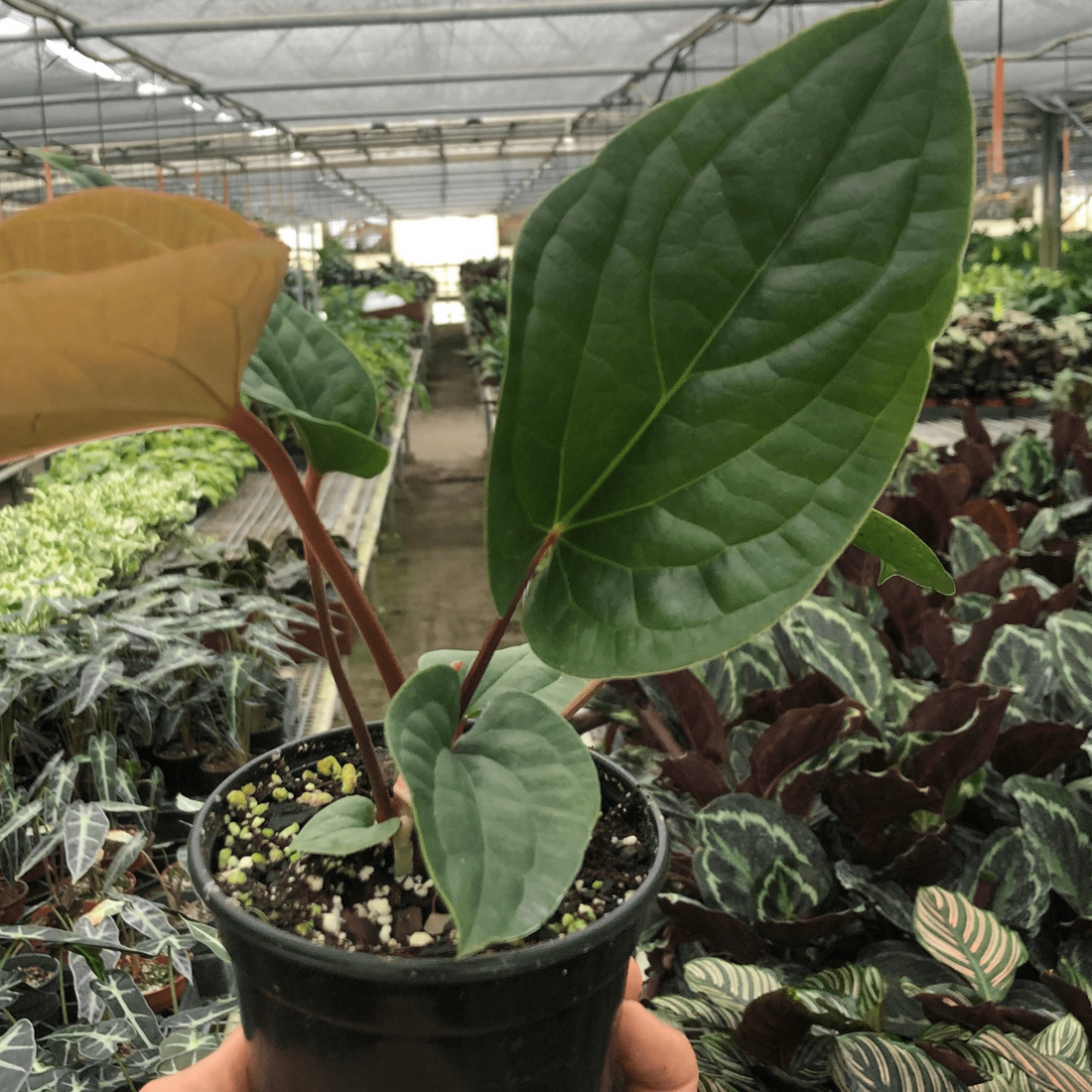 Hand holding a potted Anthurium plant in a greenhouse setting.