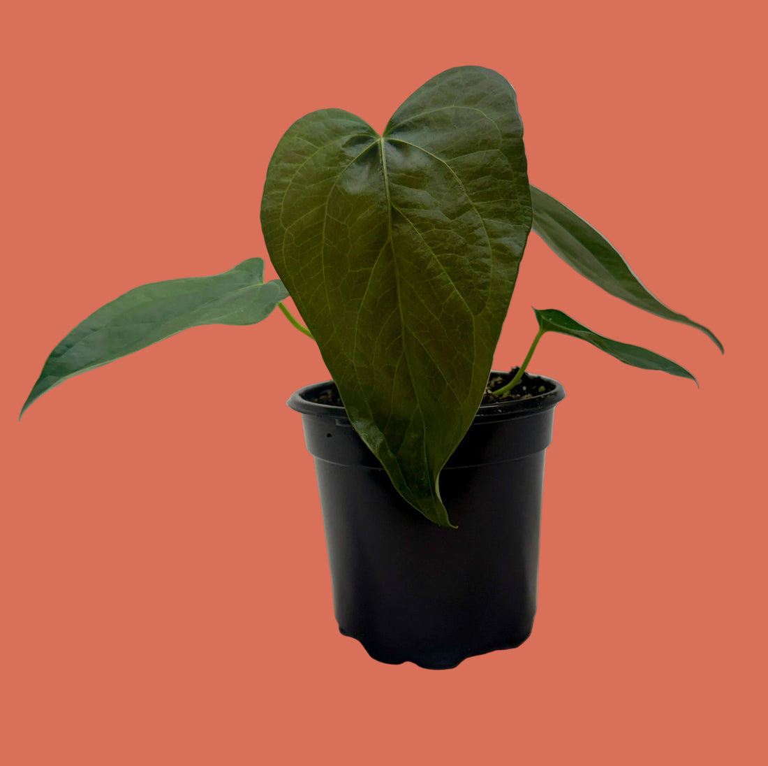 Potted Anthurium Queen of Hearts plant with large green leaves on a plain background from House of Agave.