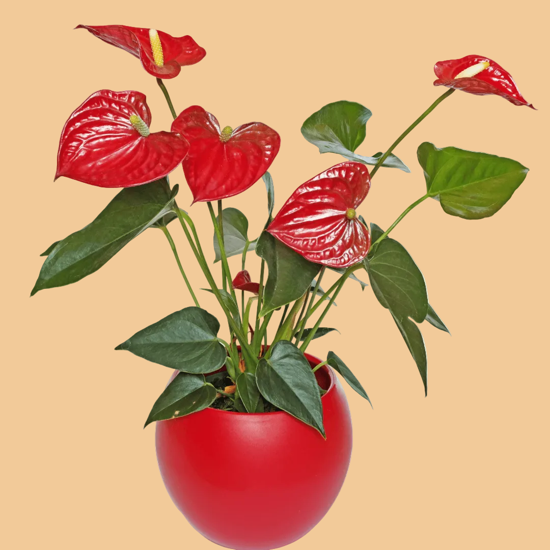 A potted Anthurium plant with glossy red flowers and green leaves, arranged in a round red pot against a plain light beige background.