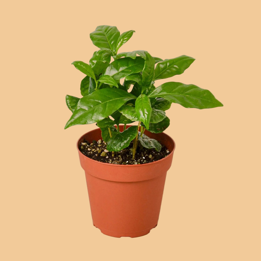 Potted Arabica coffee plant with green leaves on a peach background by House of Agave.