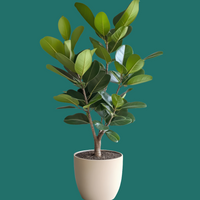 Ficus Audrey