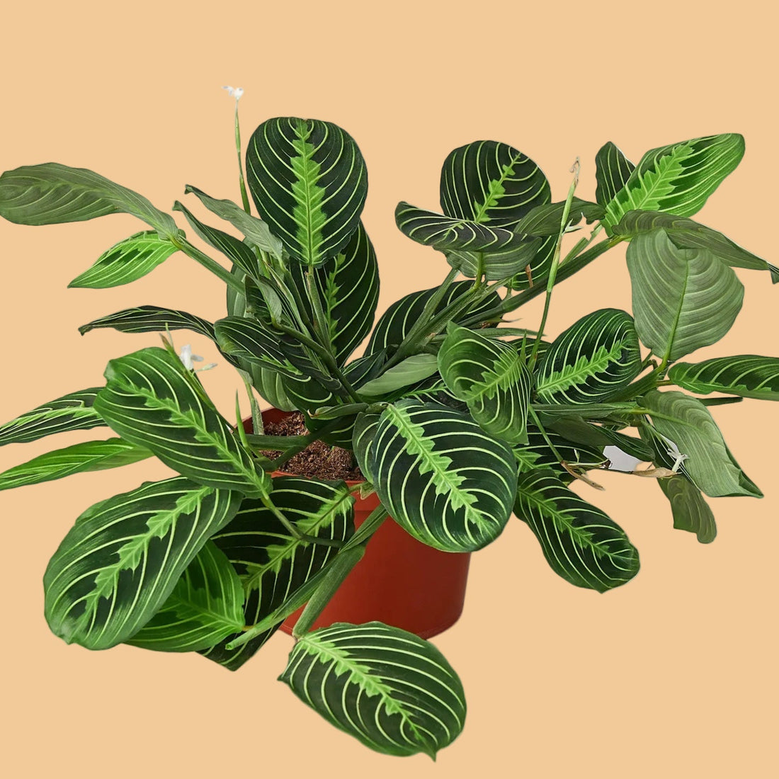 Potted LEMON LIME MARANTA HOUSEplant with green leaves on a peach background.