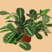 Potted LEMON LIME MARANTA HOUSEplant with green leaves on a peach background.