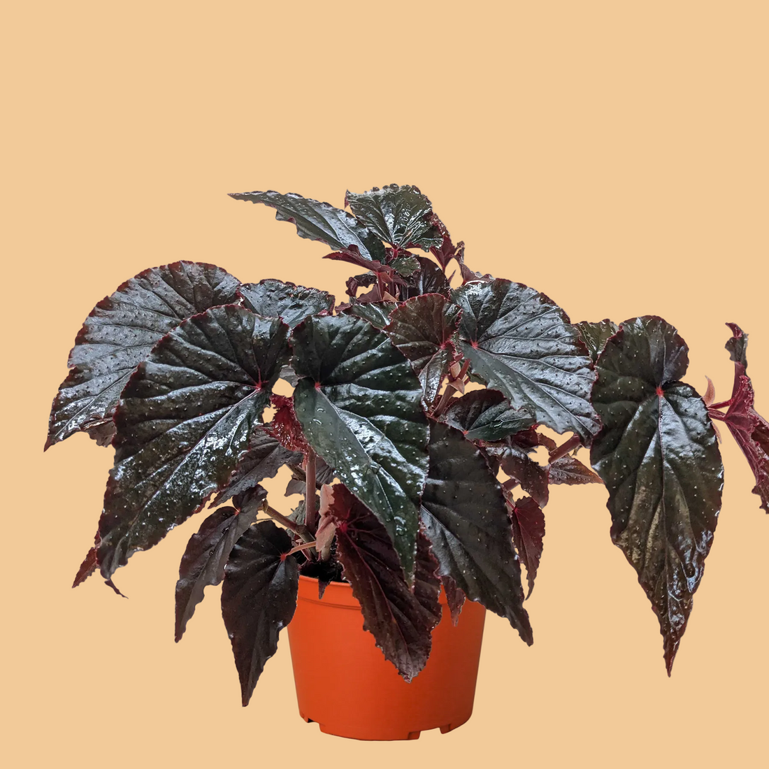 Potted Begonia plant with dark reddish green leaves from House Of Agave.