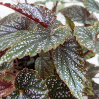 Close-up of a leafy BEGONIA CORALINA plant with green and red leaves at House of Agave.