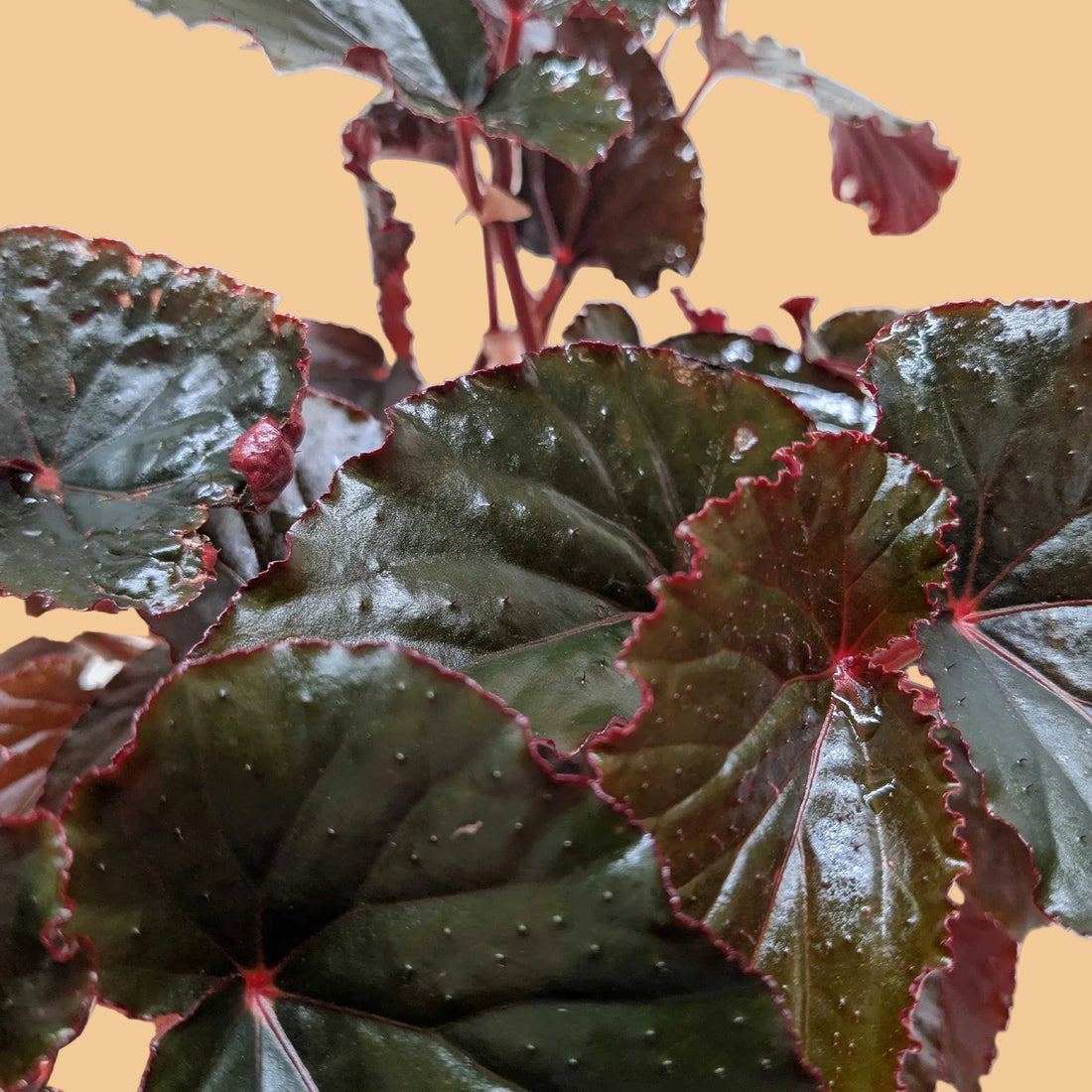 Close-up of a Begonia with dark green leaves with red edges on a peach background from House of Agave.