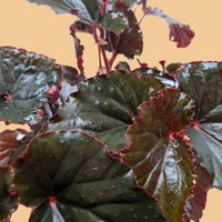 Close-up of a Begonia with dark green leaves with red edges on a peach background from House of Agave.