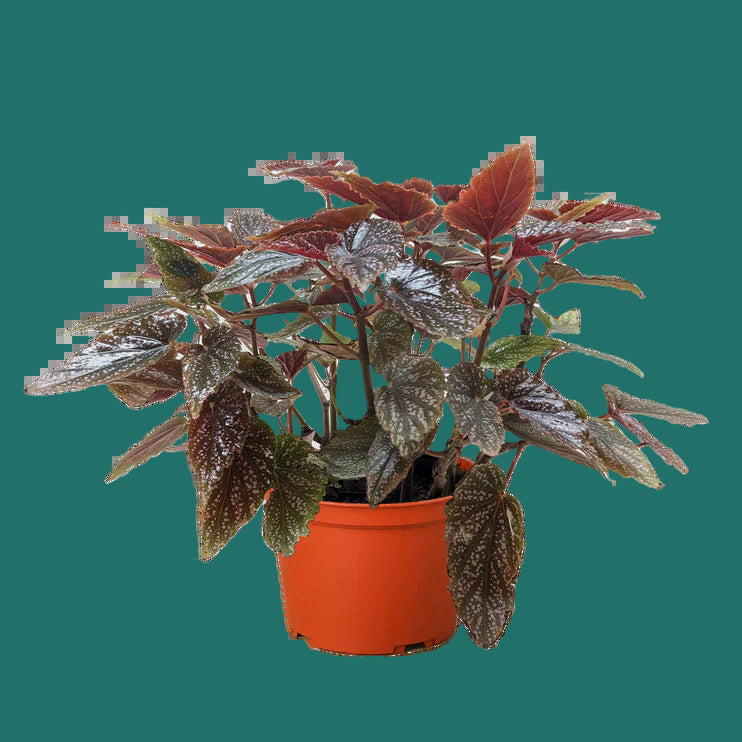 Potted Begonia CORALLINA plant with variegated leaves in an orange pot on a green background by House of Agave.