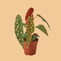 Potted Polka-dog Begonia plant with green leaves and red flower on a peach background from House of Agave.